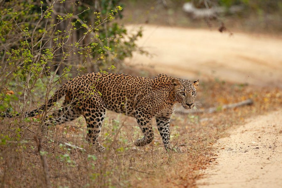 Yala National Park Leopard Safari Tour