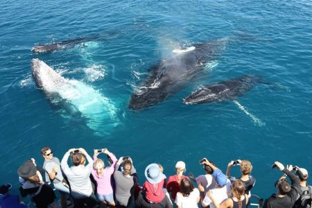 whale-watching