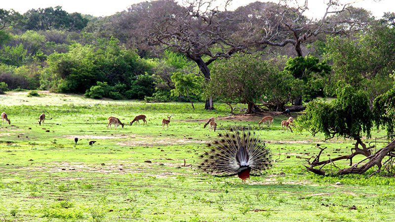 A Guide to Traveling in Ceylon  Country