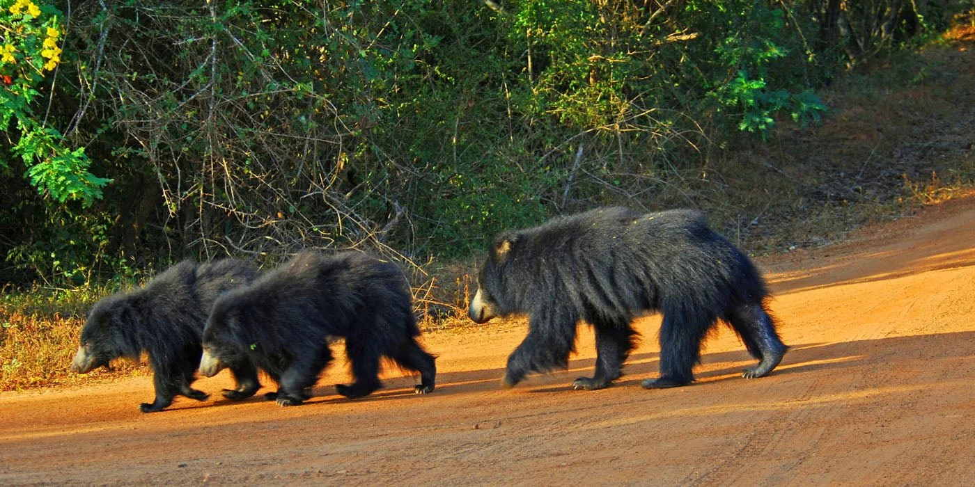 A Guide to Traveling in Ceylon  Country